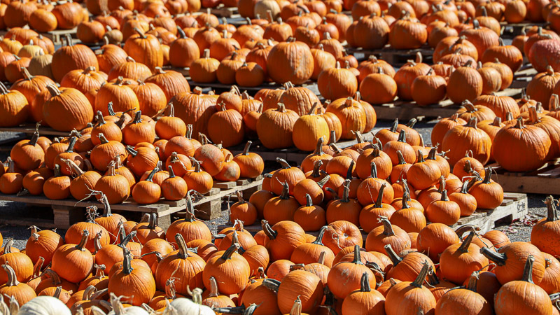 Pumpkins & Public Safety returns to Smyrna Oct. 10